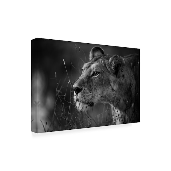 Simona Forte 'Lion Portrait' Canvas Art,12x19